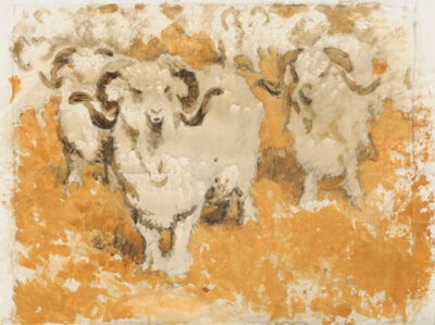 Вівці з Асканії-Нови