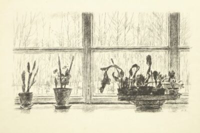 Cacti on the window