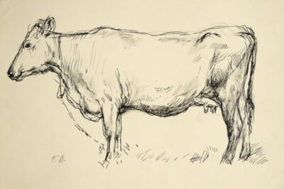 Cow. Sketch