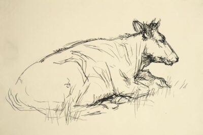 Cow. Sketch